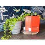 KEVIN.MURPHY EVERLASTING.COLOUR RINSE Színvédő Kondicionáló 250ml